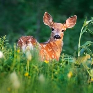 Meet your Posher, Alexa